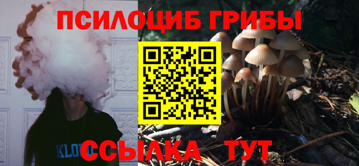 Гурьевск  купить наркоту  Галлюциногенные грибы Cubensis  Вход с VPN  Галлюциногенные грибы мухоморы 